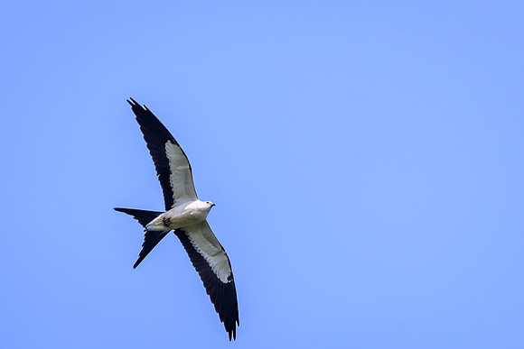Swallow-tailed Kite