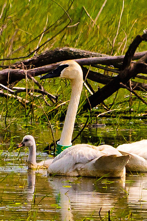 Trumpeter Swans w/ Signet