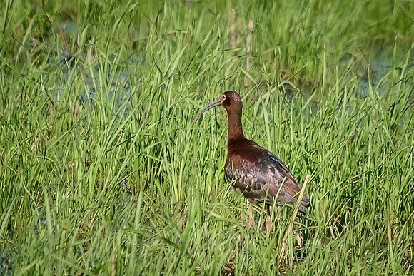 White-faced Ibis