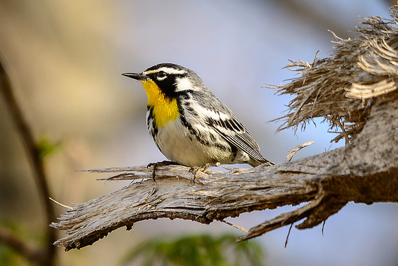 Yellow-throated Warbler