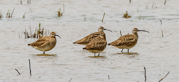 Whimbrel