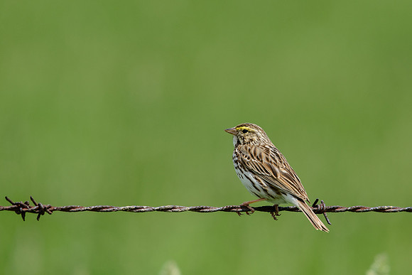 Savannah Sparrow