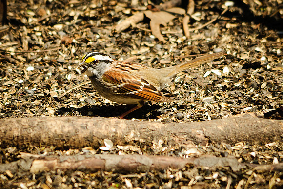 White-Throated Sparrow
