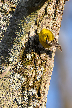 Pine Warbler