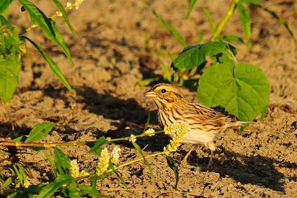 Savannah Sparrow