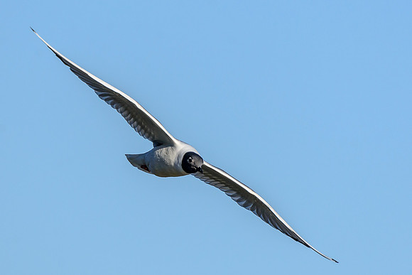 Bonaparte's Gull