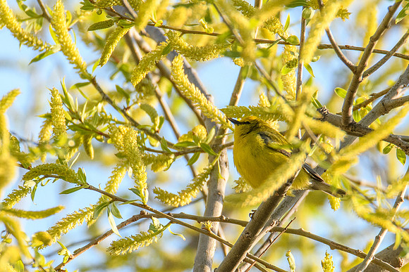 Blue-winged Warbler