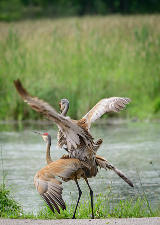Sandhill Crane Pair