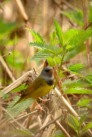 Mourning Warbler; Magee Marsh, Lake Erie OH