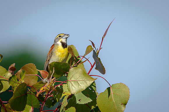 Dickcissel