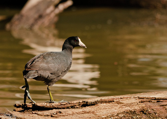 American Coot; Grand Lake St Marys, Ohio,