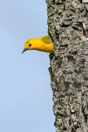 Prothonotary Warbler