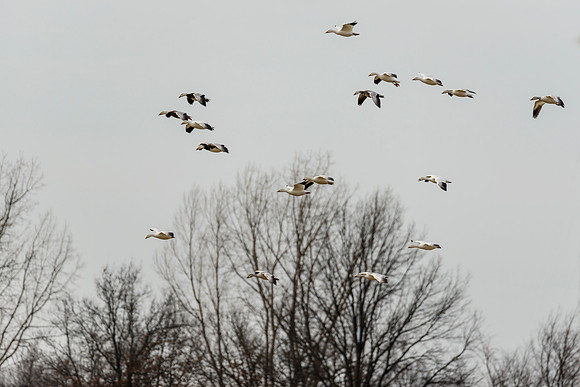 Mixed Winter Geese Landing 5
