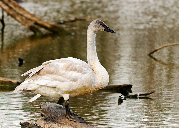 Trumpeter Swan