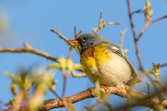 Northern Parula