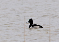 Ring-Necked Duck
