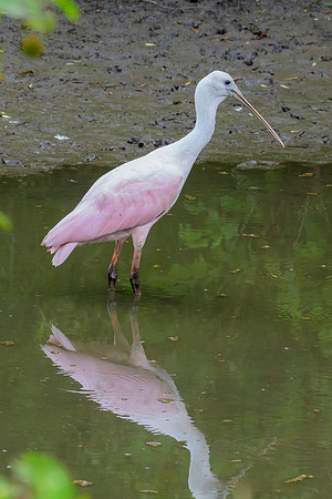 Roseate Spoonbill