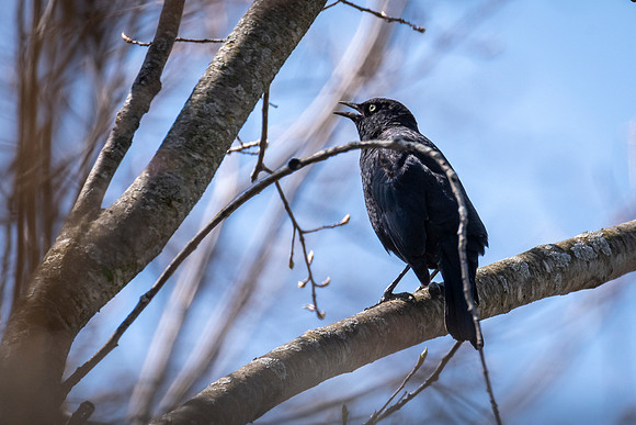Rusty Blackbird