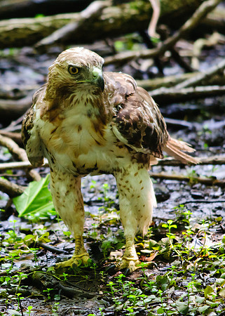 Red-tailed Hawk