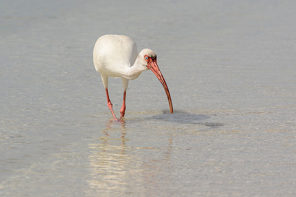 White Ibis
