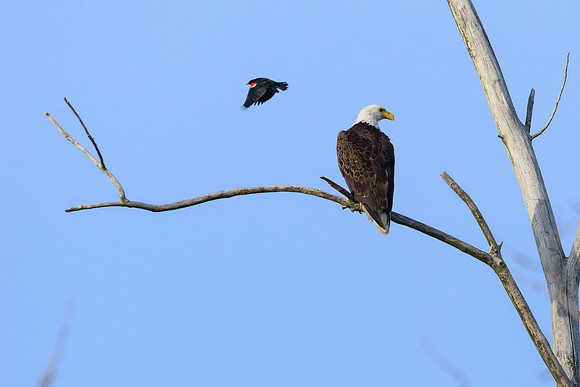 Bald Eagle
