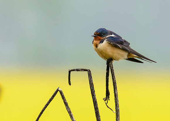 Barn Swallow