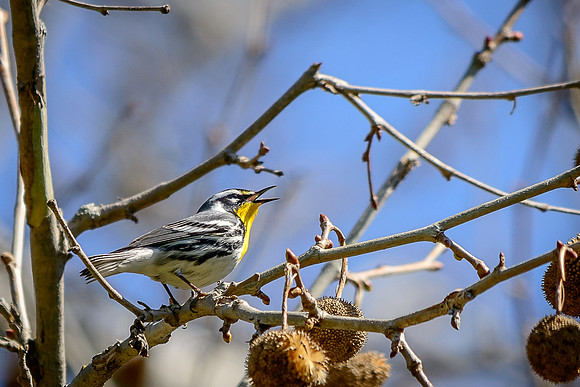 Yellow-throated Warbler