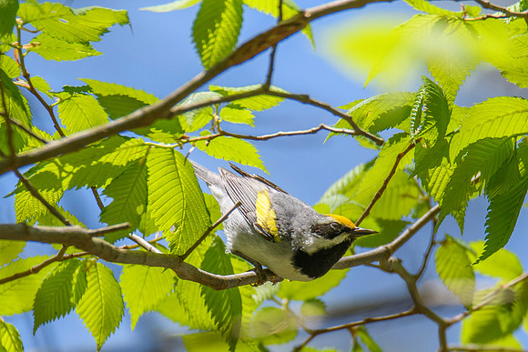 Golden-winged Warbler