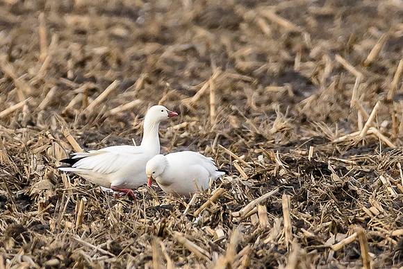 Ross's Geese 2