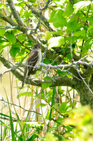 Willow Flycatcher