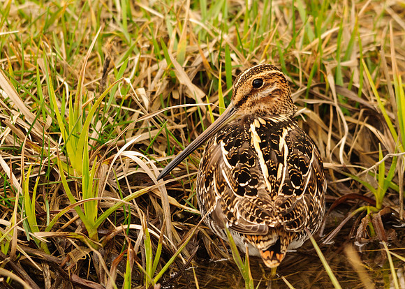 Wilson's Snipe, Killdeer Plains Wildlife Area, Meeker, Ohio