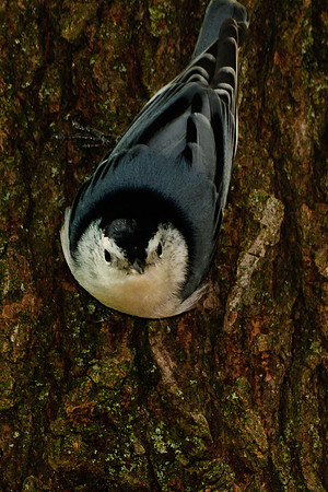 White Breasted Nuthatch;  Larue Ohio