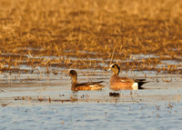 American Wigeon