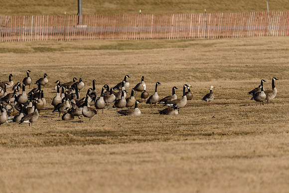 Snow Geese w/ Canada Geese