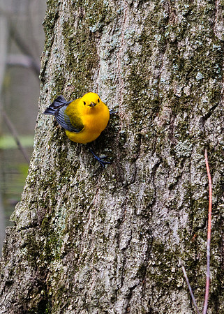 Prothonotary Warbler Big Island Wildlife Area, Marion OH