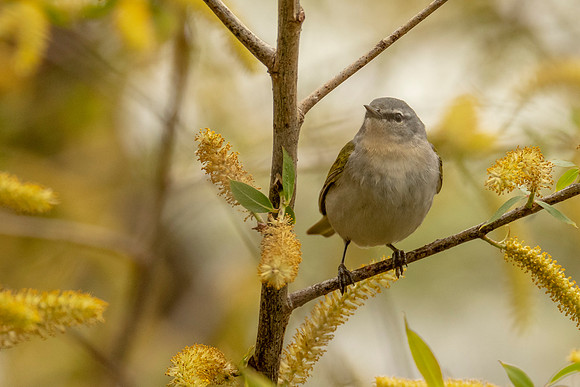 Tennessee Warbler
