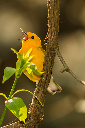 Prothonotary Warbler