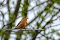 Red Crossbill