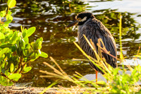 Florida Slideshow1