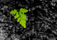 Mosses Ferns and Liverworts
