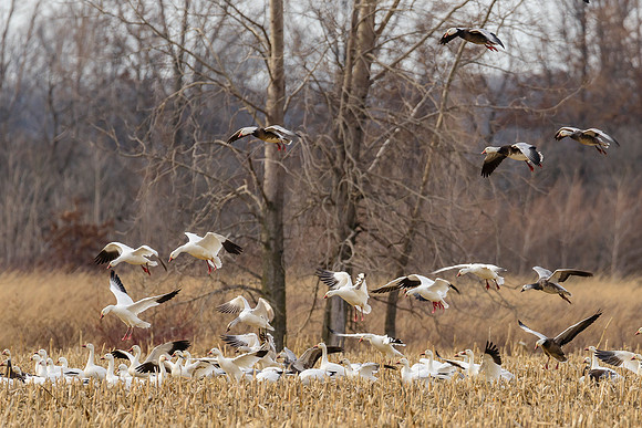 Mixed Winter Geese Landing 9