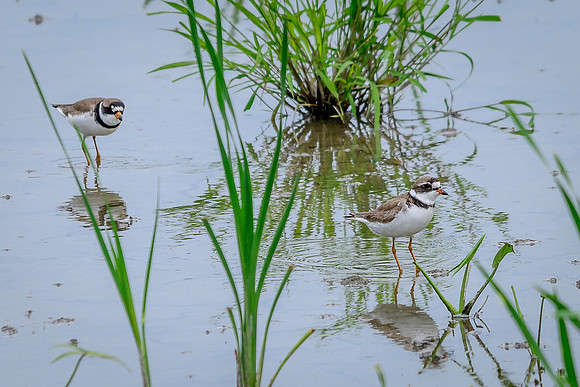 Semipalmated Plover