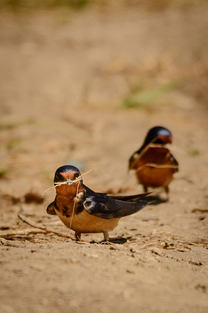 Barn Swallow