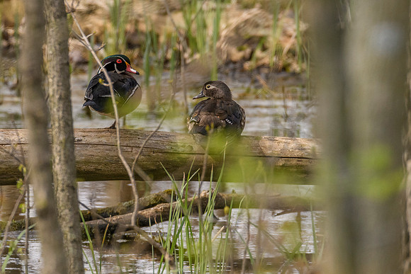 Wood Duck