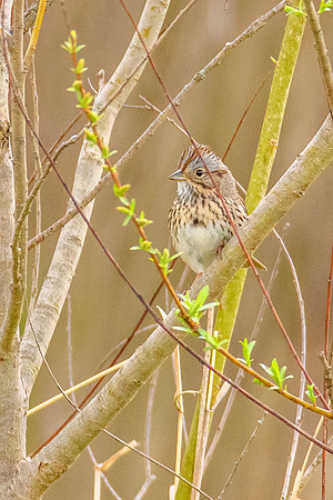 Lincoln Sparrow
