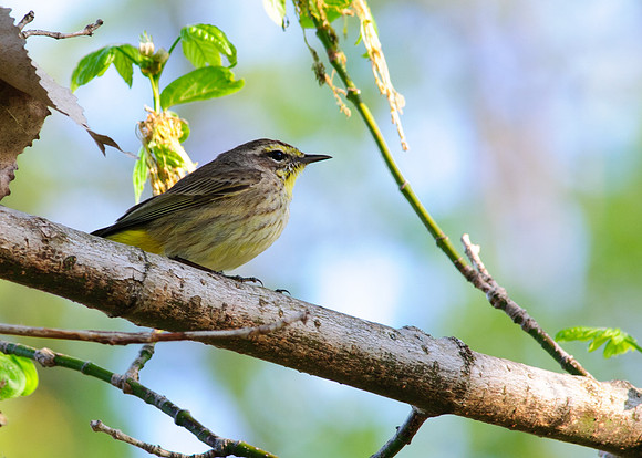 Palm Warbler