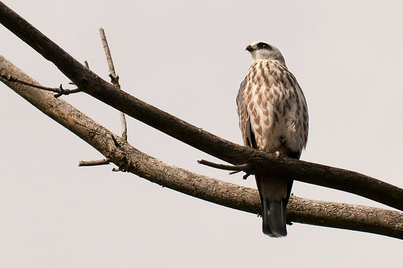 Mississippi Kite