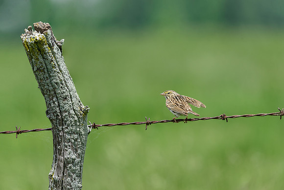 Savannah Sparrow