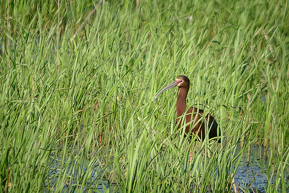 White-faced Ibis