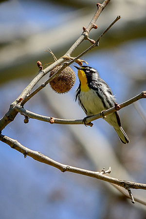 Yellow-throated Warbler